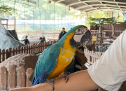 Indoor Zoo Pertama di Sentul Bogor - Burung