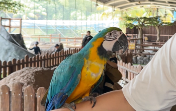 Indoor Zoo Pertama di Sentul Bogor - Burung
